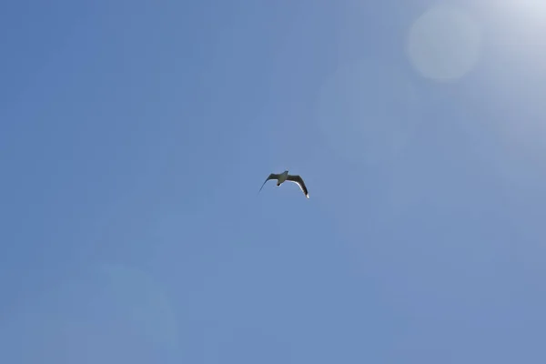 Seagull Flying High Sky — Stock Photo, Image