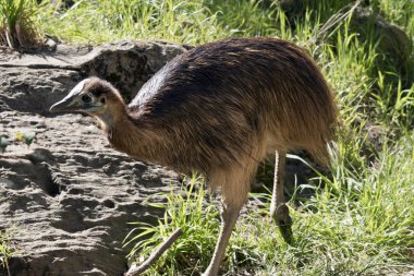 Bu bir genç cassowary yan görünümüdür