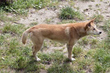 this is a side view of a golden dingo clipart