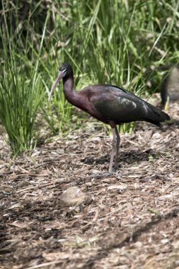 parlak Ibis parlak tüyler vardır renkli bir kuştur
