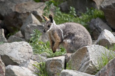 Sarı ayaklı rock wallaby kayalık alanlarda bulunan