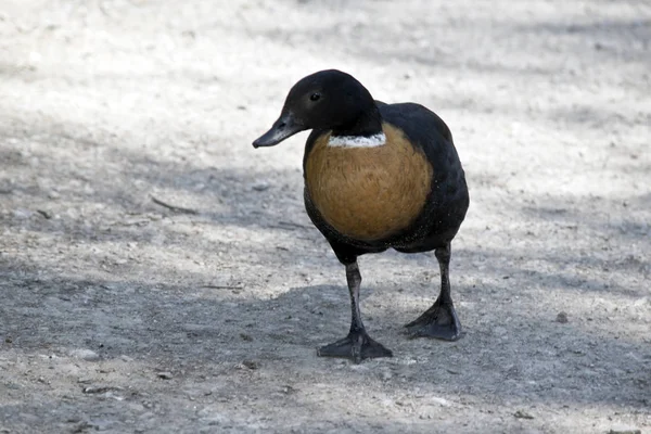 Das Männliche Australische Schelduck Läuft Auf Dem Weg — Stockfoto