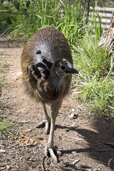 Young Cassowary Walking Looking Food — Stock Photo, Image