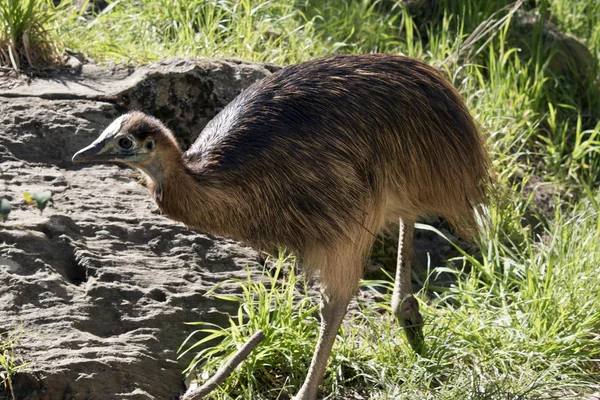 Jest Widok Boku Młodych Cassowary — Zdjęcie stockowe