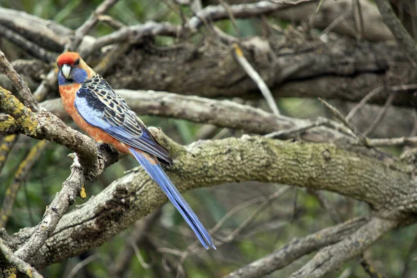 Kızıl Rosella Bir Çalı Tünemiş — Stok fotoğraf