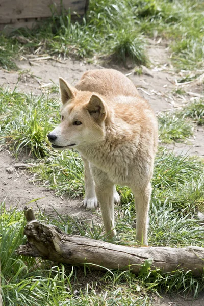 Altın Dingo Parkta Yürüyor — Stok fotoğraf