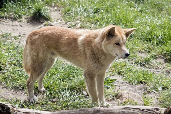 Dit Een Zijaanzicht Van Een Gouden Dingo — Stockfoto