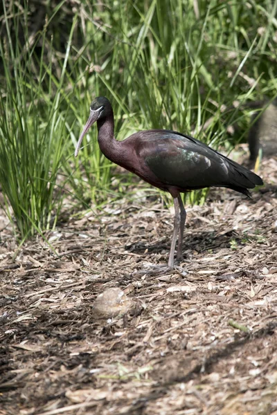 Der Glänzende Ibis Ist Ein Bunter Vogel Mit Glänzenden Federn — Stockfoto