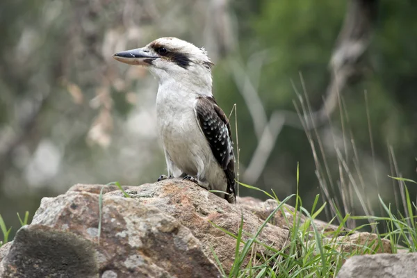 Esta Una Vista Lateral Kookaburra Riendo —  Fotos de Stock