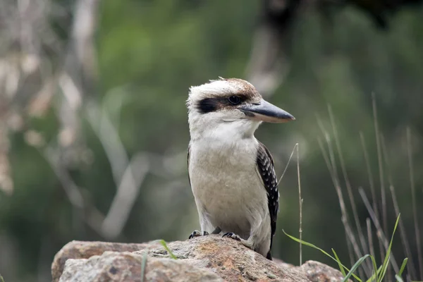 Detta Närbild Skrattande Kookaburra — Stockfoto