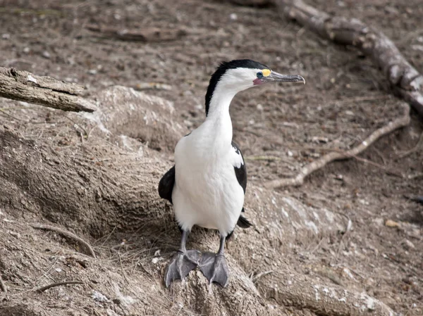 Cormorán Espiado Está Pie Sobre Las Raíces Los Árboles —  Fotos de Stock