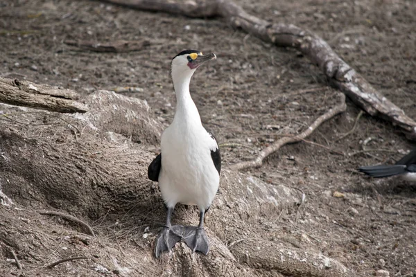 Cormorano Pied Sta Levandosi Piedi Sulle Radici Dell Albero — Foto Stock