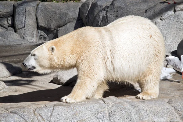 Вид Сбоку Полярный Медведь — стоковое фото