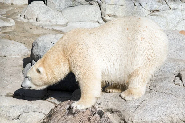 这是一只北极熊的侧视图 — 图库照片