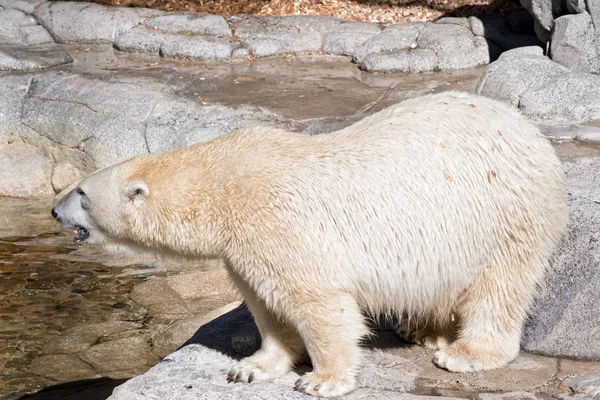 Questa Una Vista Laterale Orso Polare — Foto Stock