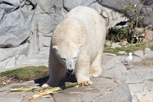 Urso Polar Branco Está Comendo Bambu — Fotografia de Stock