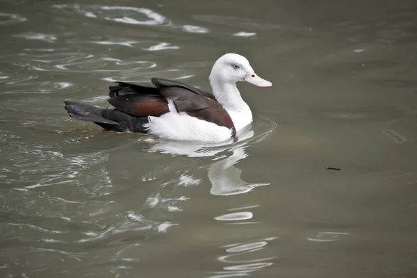 Canard Radjah Nage Dans Étang Reflète Dans Eau — Photo