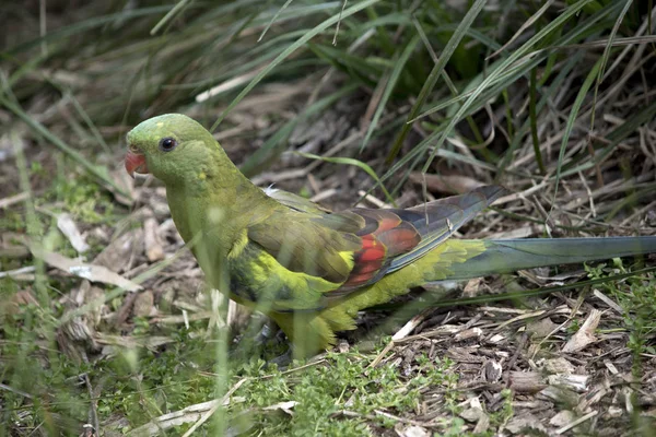 Side View Regent Parrot Hiding Grass — Stock Photo, Image