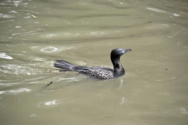 Der Kleine Schwarze Kormoran Schwimmt Einem Teich Bei Cleland — Stockfoto