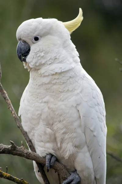 Close Sulphur Crested Cockatoo — Stock Photo, Image