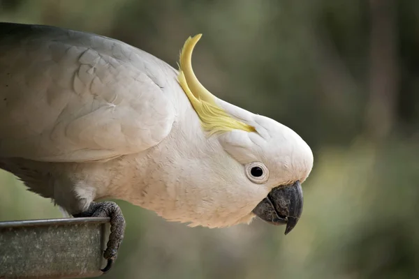 Este Primer Plano Una Cacatúa Cresta Azufre — Foto de Stock