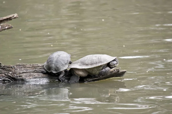 Twee Schildpadden Zijn Delen Van Een Logboek — Stockfoto