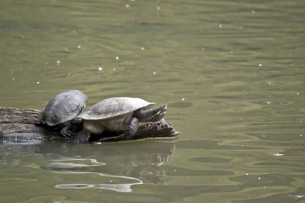 Zijn Twee Schildpadden Wachten Een Logboek — Stockfoto