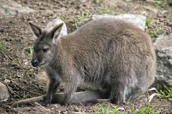 Bir Kanguru Yan Görülmektedir — Stok fotoğraf
