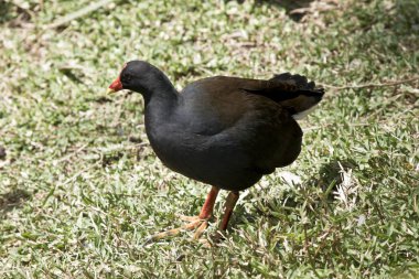 gölgeli moorhen çimenlerin üzerinde yürüyüş