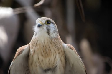 Nankin kerkenezi yakın bu