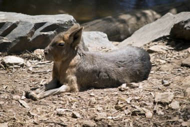 Burası Patagonya mara bir yan görünüm