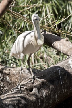 sarı kaşıkçı bir oturum açma duruyor