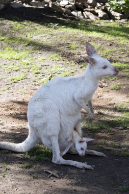 Batı gri kanguru albino bir joey onu çanta içinde vardır.