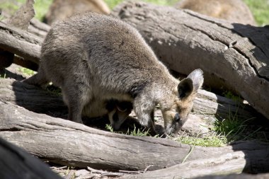 Bataklık kanguru bebek onun çanta içinde vardır.