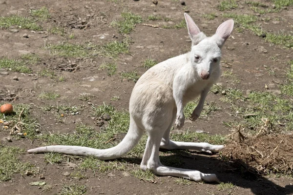 Este Primer Plano Canguro Albino Joey Occidental —  Fotos de Stock