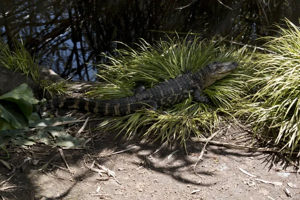 Young Alligator Resting Grass — Stock Photo, Image