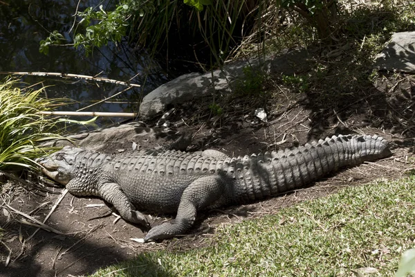Alligator Vilar Solen Väntar Hans Lunch Att Passera — Stockfoto
