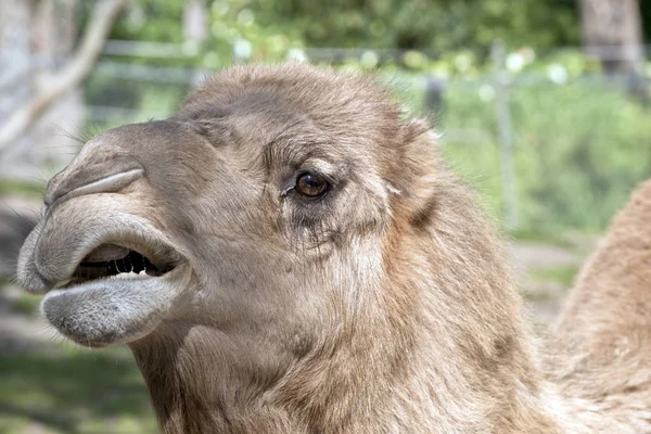 Αυτή Είναι Μια Στενή Επάνω Του Μια Καμήλα Στόμα Ανοιχτό — Φωτογραφία Αρχείου