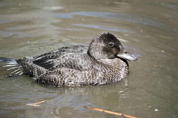 Esta Una Vista Lateral Pato Pecoso — Foto de Stock