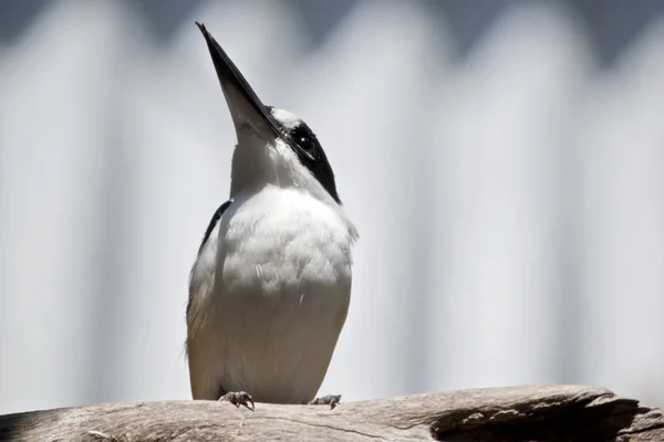 Este Close Kingfisher Floresta — Fotografia de Stock