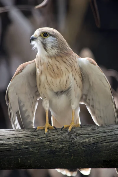 Kestrel Nankeen Está Pronto Para Decolar — Fotografia de Stock