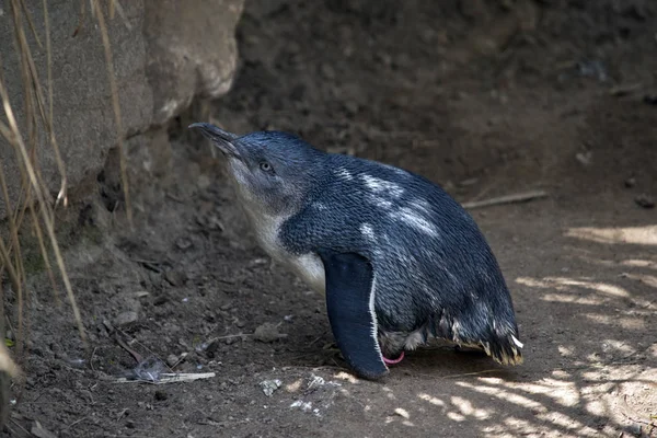 Esta Una Vista Lateral Pingüino Hadas —  Fotos de Stock