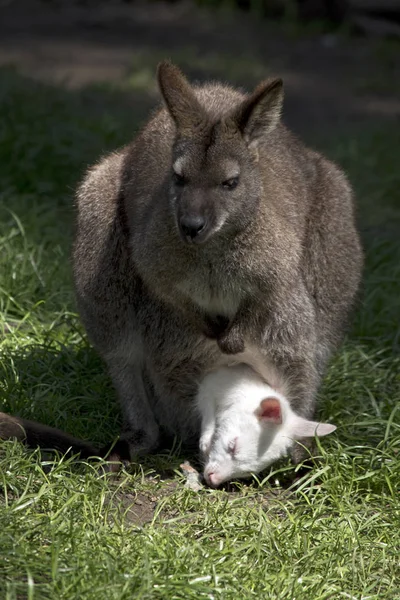 Kızıl Boyunlu Kanguru Beyaz Joey Onu Çanta Içinde Vardır — Stok fotoğraf
