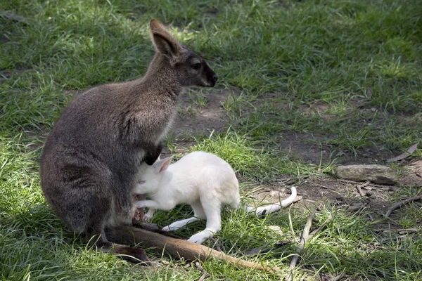 Wallaby Cuello Rojo Está Amamantando Bebé Joey —  Fotos de Stock