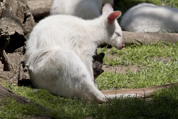 Albino Red Necked Wallbyhas Brown Baby Her Pouch — Stock Photo, Image