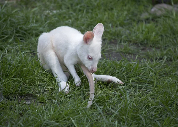 Albino Rojo Cuello Albino Wallaby Joey Está Comiendo Hierba —  Fotos de Stock