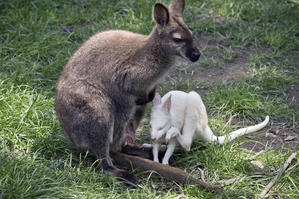 Brown Red Necked Wallaby Has Albino Baby — Stock Photo, Image