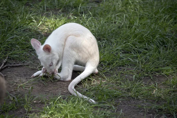 Albino Rojo Cuello Albino Wallaby Joey Está Comiendo Hierba —  Fotos de Stock
