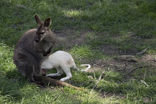 Wallaby Cuello Rojo Está Amamantando Bebé Joey —  Fotos de Stock