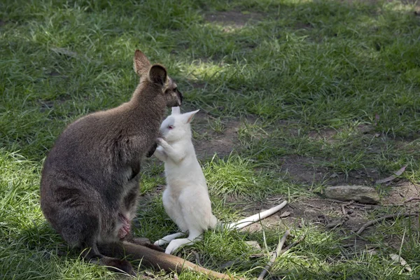 Rode Hals Wallabie Naast Haar Joey — Stockfoto